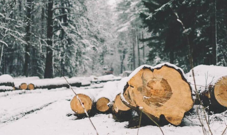 Срубы из Зимного Леса: Гармония с Природой и Уютный Образ Жизни